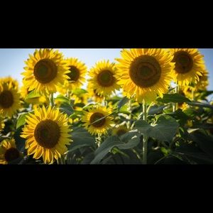 Meet your Posher, Toni